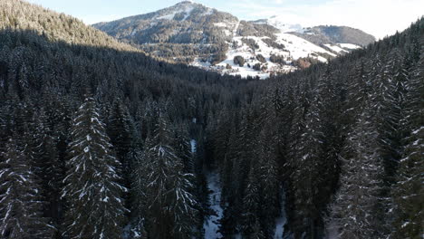 Drohne-Fliegt-Tief-über-Schneebedeckte-Kiefern-Mit-Wunderschönen-Bergen-Im-Hintergrund
