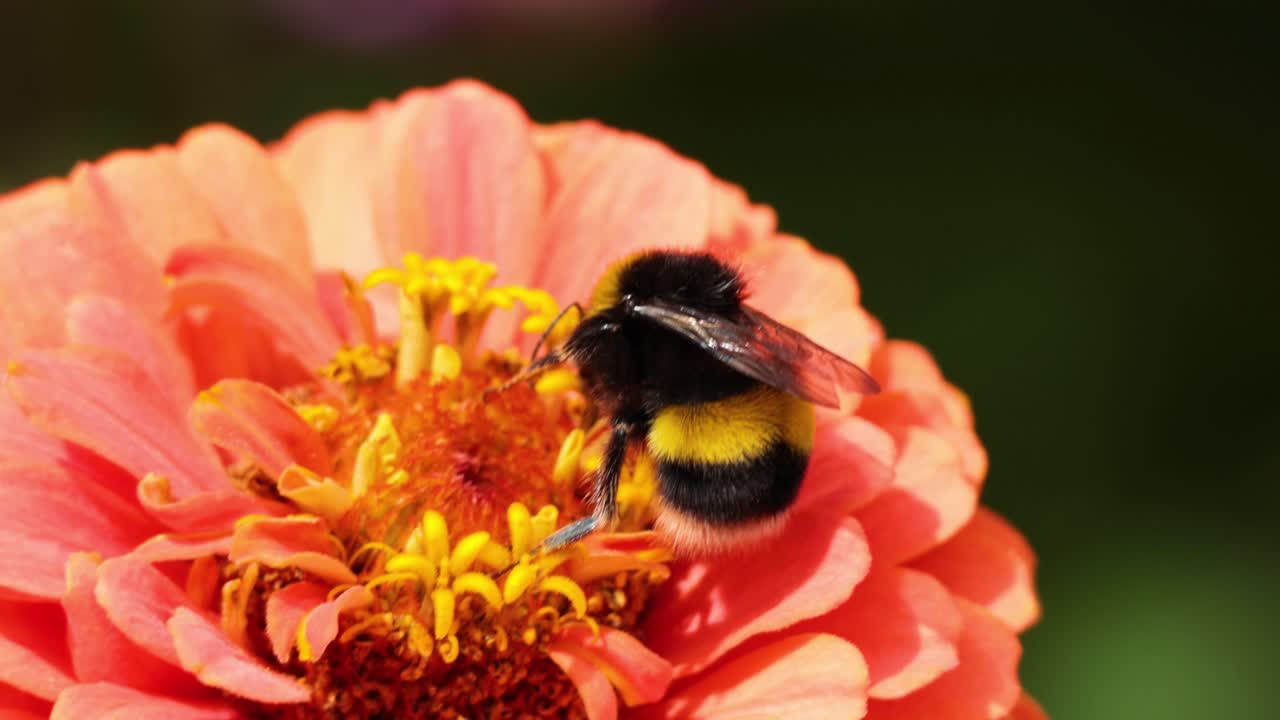 abejorro recogiendo néctar de la flor de zinnia