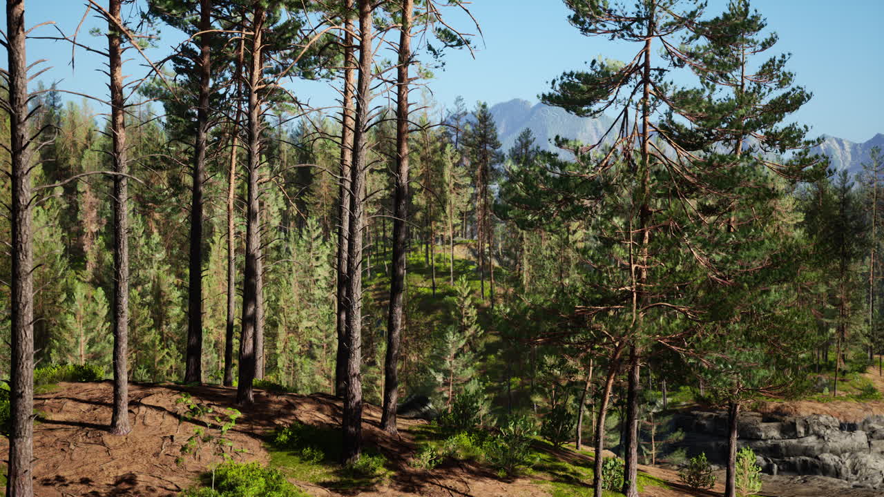 Splendida e remota foresta sempreverde di montagna