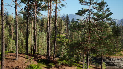 beautiful remote evergreen forest in mountain