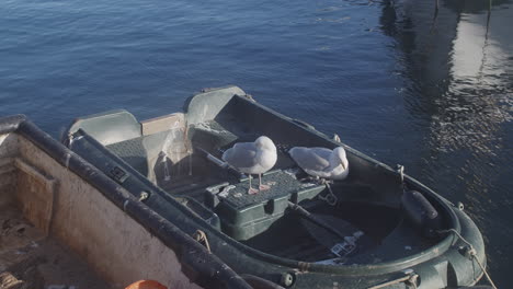 pair of seagulls resting on small boat with paddle floating in blue sea