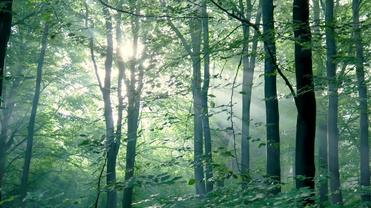 푸른 숲 의 나무 를 통해 빛나는 빛