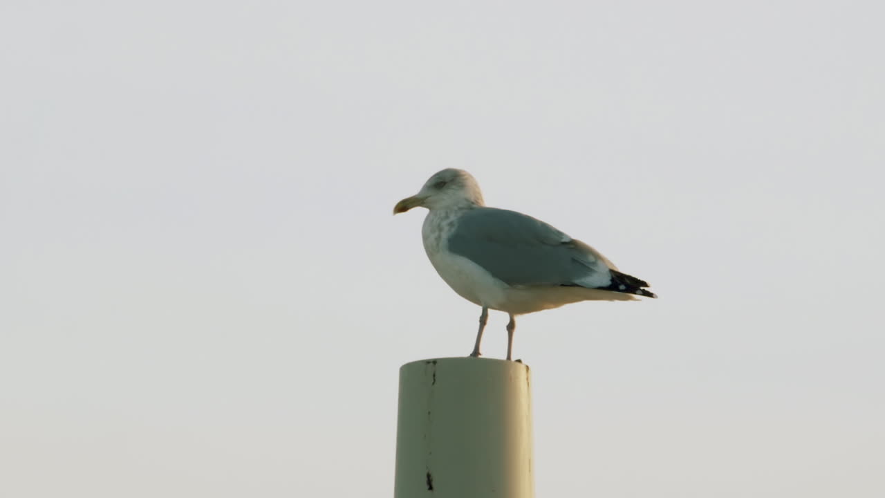 A seagull standing on a rooftop exhaust stack in Maine on a grey afternoon. Original speed.