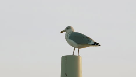 a seagull standing on a rooftop exhaust stack in maine on a grey afternoon. original speed.