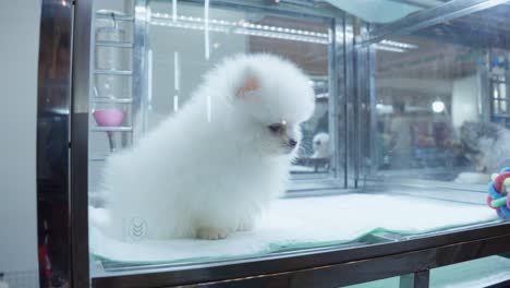 cute pomeranian puppy inside glass dog cage at pet festival in tangerang, indonesia