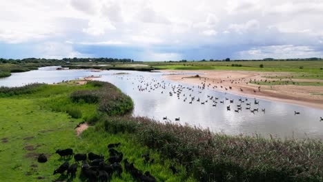 Imágenes-De-Vídeo-Aéreas-Capturan-Las-Marismas-De-Agua-Salada-A-Lo-Largo-De-La-Costa-De-Lincolnshire,-Mostrando-Aves-Marinas-En-Vuelo-Y-En-Las-Lagunas-Y-Lagos-Interiores.