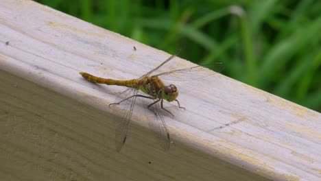 A-dragonfly-perches-on-a-fence