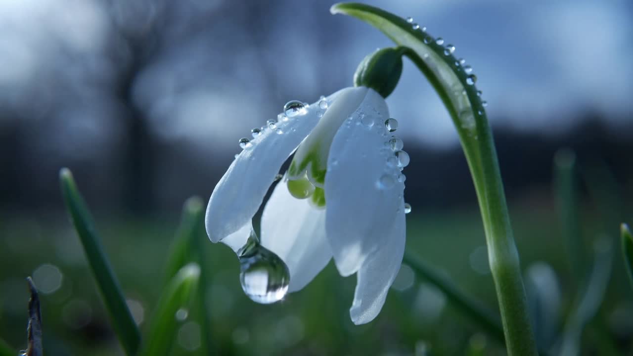 Goccia oscillante che si stacca da un singolo fiore di bucaneve bianco a livello del terreno dopo una forte rugiada.