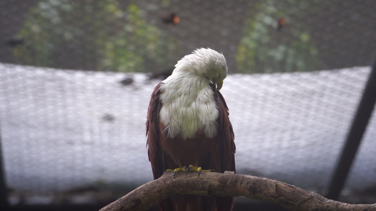 The Javan kite (Haliastur indus) is a species of bird of prey in the family Accipitridae.