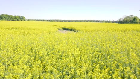 El-Dron-Vuela-Lento-Sobre-Un-Gigantesco-Campo-De-Canola