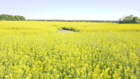 drone flies slow above a gigantic canola field