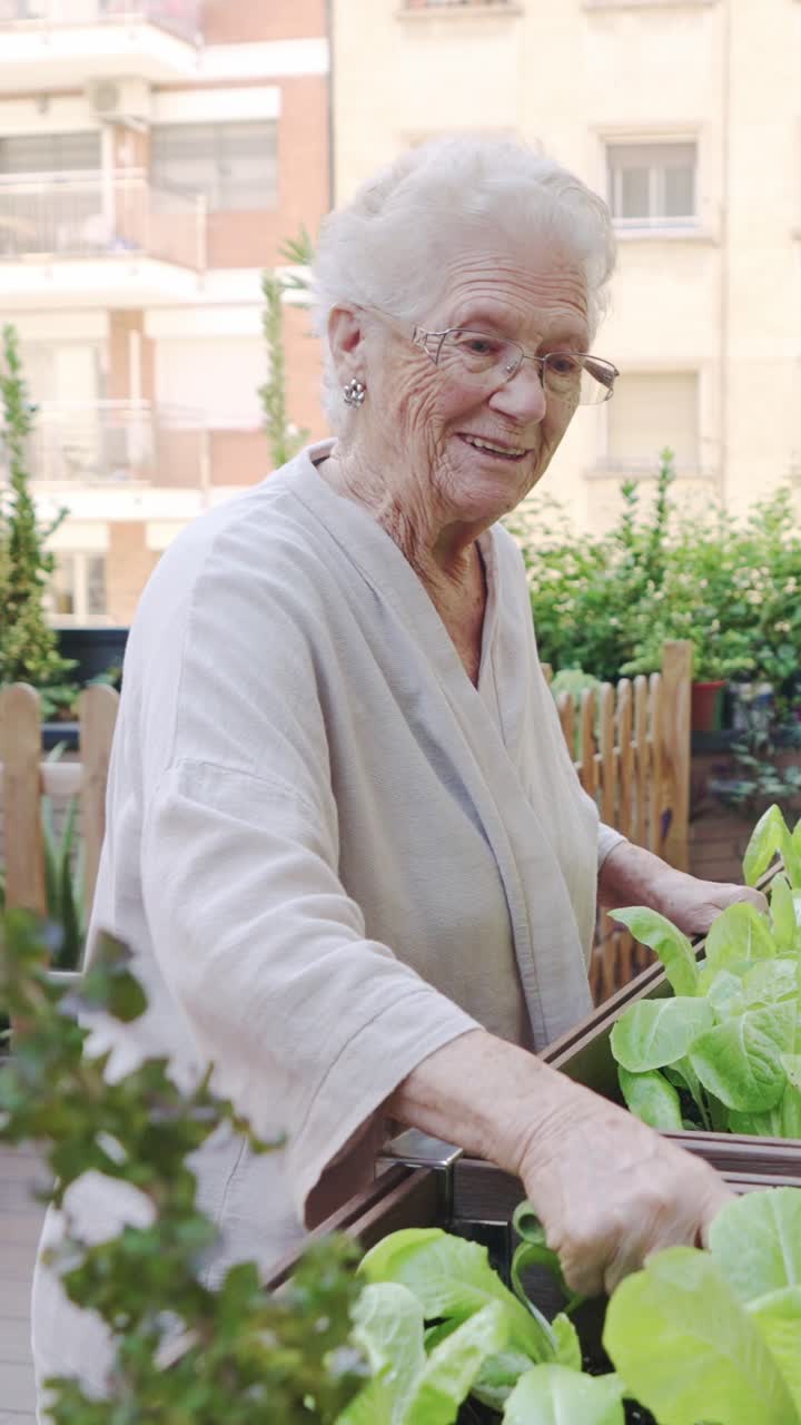 Elderly woman gardening lettuce in urban garden