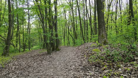 Walking-beauty-green-forest-during-a-beautiful-summer-day-with-lush-greenery,-grass,-leaves-and-trees