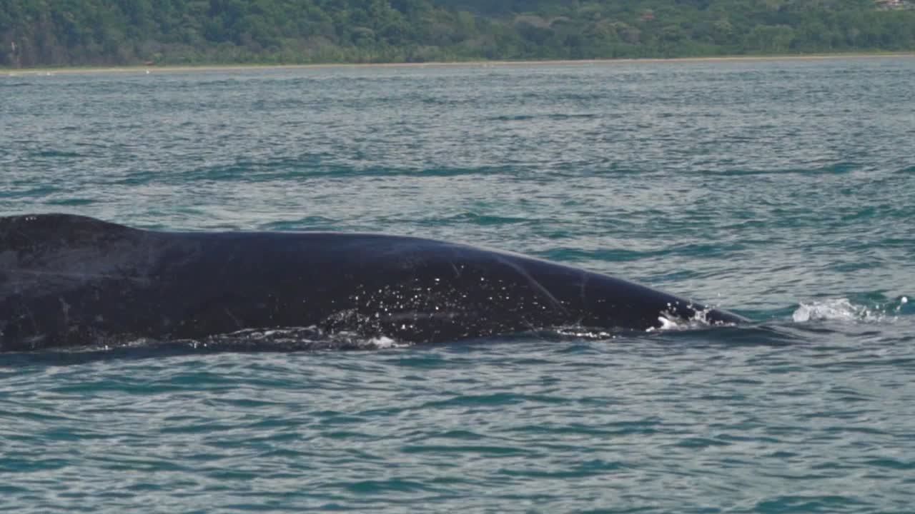 A humpback whale arches its massive back near the coastline of Uvita, Costa Rica, its dark form gliding through the deep blue Pacific waters