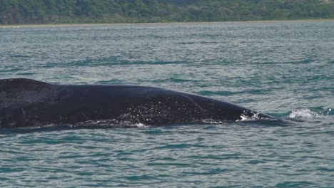 a humpback whale arches its massive back near the coastline of uvita, costa rica, its dark form gliding through the deep blue pacific waters