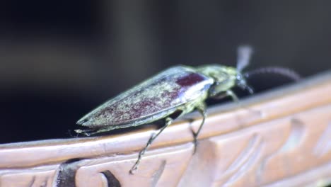 Black-chafer-beetle-walks-on-the-floor-with-small-light