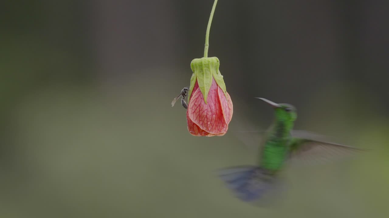 콜리버드가 서서히 먹이를 먹기 위해 매달린 꽃에 도달합니다.