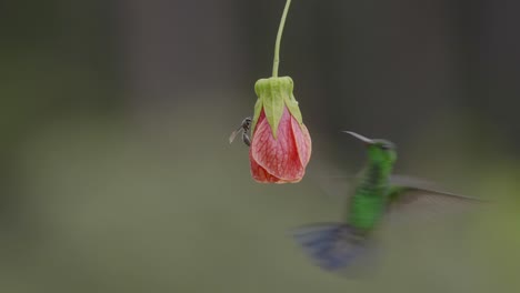 a hummingbird reaches a hanging flower to feed in slow motion