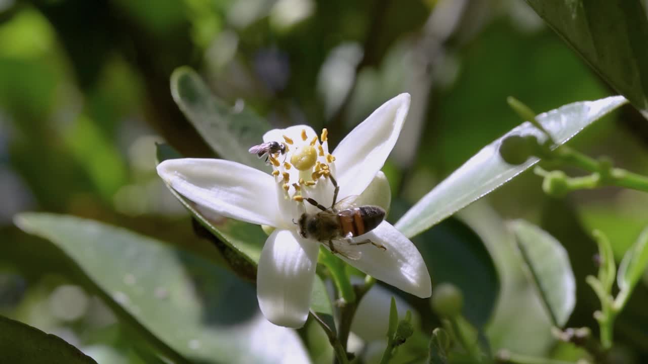두 종 의  ⁇ 벌 이 꽃 을 뿌리는 달 ⁇  한 오렌지 꽃