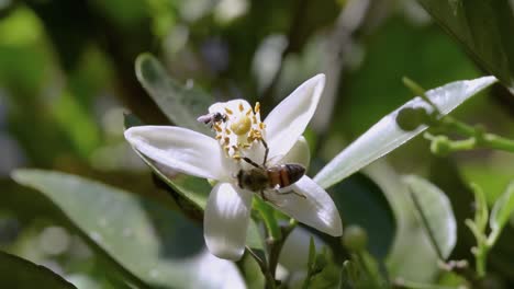 Azahar-Dulce-Polinizada-Por-Dos-Especies-De-Abejas.