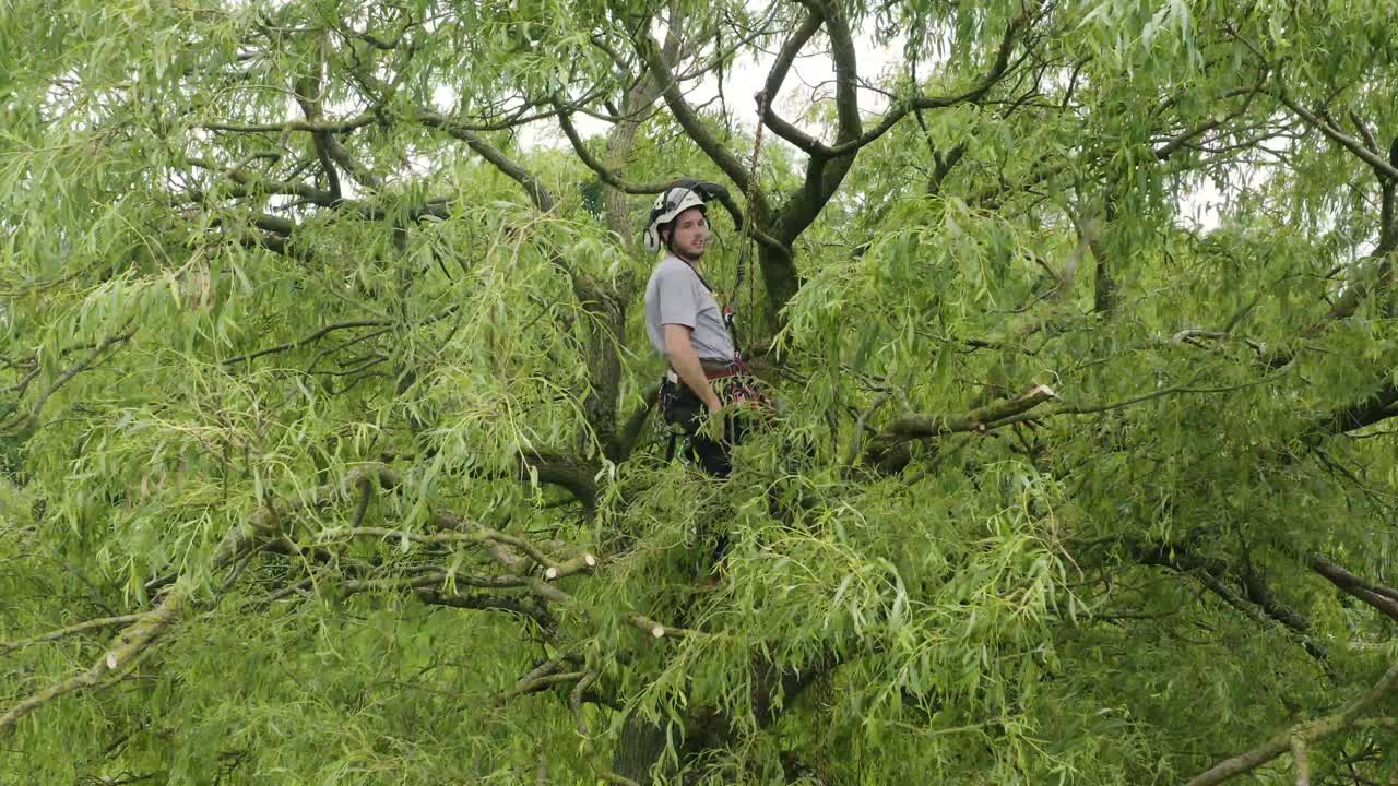 An aerial view of a tree surgeon trimming a large tree