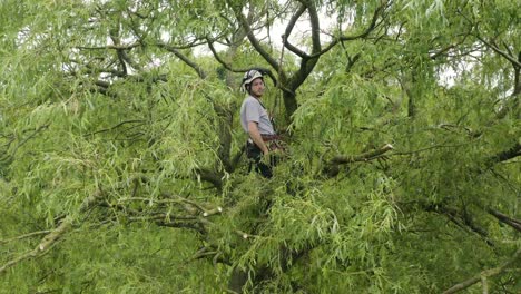 Eine-Luftaufnahme-Eines-Baumchirurgen,-Der-Einen-Großen-Baum-Beschneidet