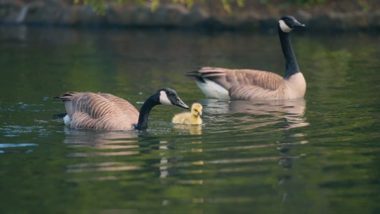 Famiglia di oche canadesi che nuota in uno stagno calmo