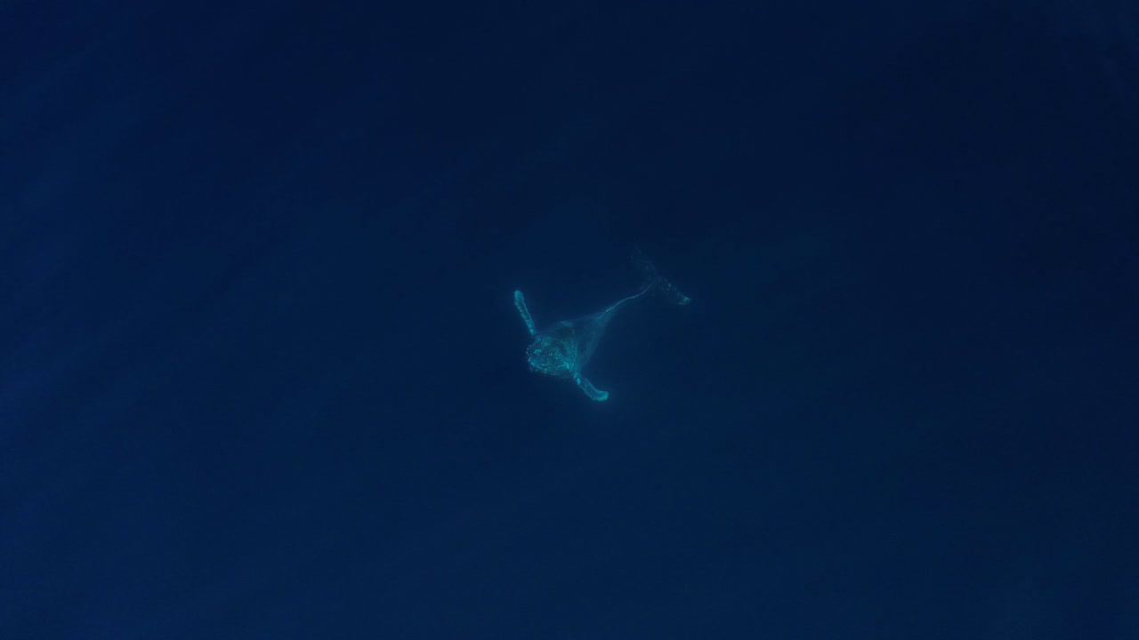 유쾌한 어리 고래는 평온한 바다 물을 즐기며 남부 캘리포니아에서 일련의 침해 후 등 침해를 수행합니다.