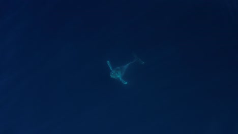 una ballena jorobada juguetona disfrutando de las aguas tranquilas del océano para realizar una brecha de espalda después de una serie de brechas en el sur de california