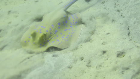 bluespotted stingray in the red sea beside the coral reef