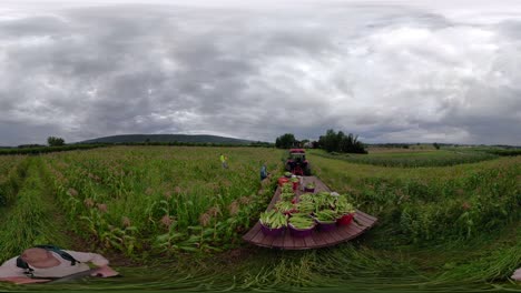 selfie stick de 360 vr moviéndose a través de un campo de maíz mientras los granjeros recogen maíz bajo cielos nublados