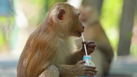 A southern pig-tailed macaque drinks from a water bottle in a forest setting, showcasing curious behavior