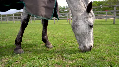 Caballo-Blanco-Comiendo-Hierba-En-Un-Campo-Con-Una-Cubierta-De-Lluvia