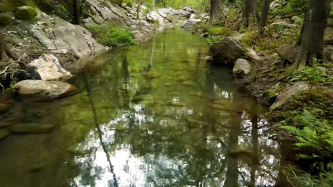 aerial shot of a calm river reflecting surrounding trees, progressively revealing a beautiful forest all around, drone footage