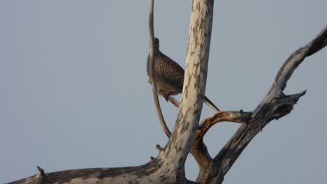 Dovepair in tree just chilling 