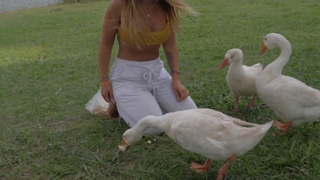 Mujer-Muerde-El-Pan-Y-Alimenta-Al-Ganso---Gansos-Blancos-Domésticos-Alimentándose-Cerca-Del-Lago---Costa-Dorada,-Qld,-Australia