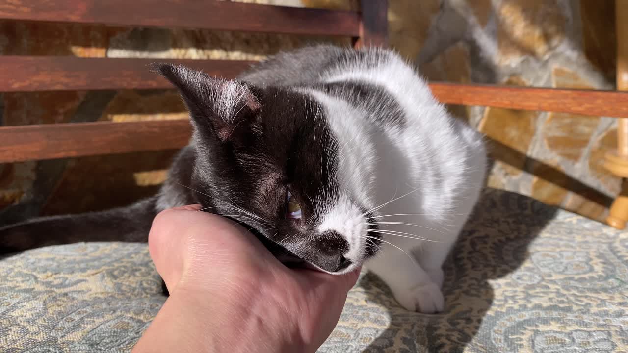 A black and white cat enjoys human caress on an outdoor bench on sunny day