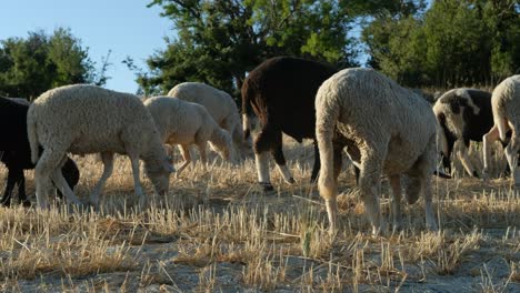 el campo de pastoreo