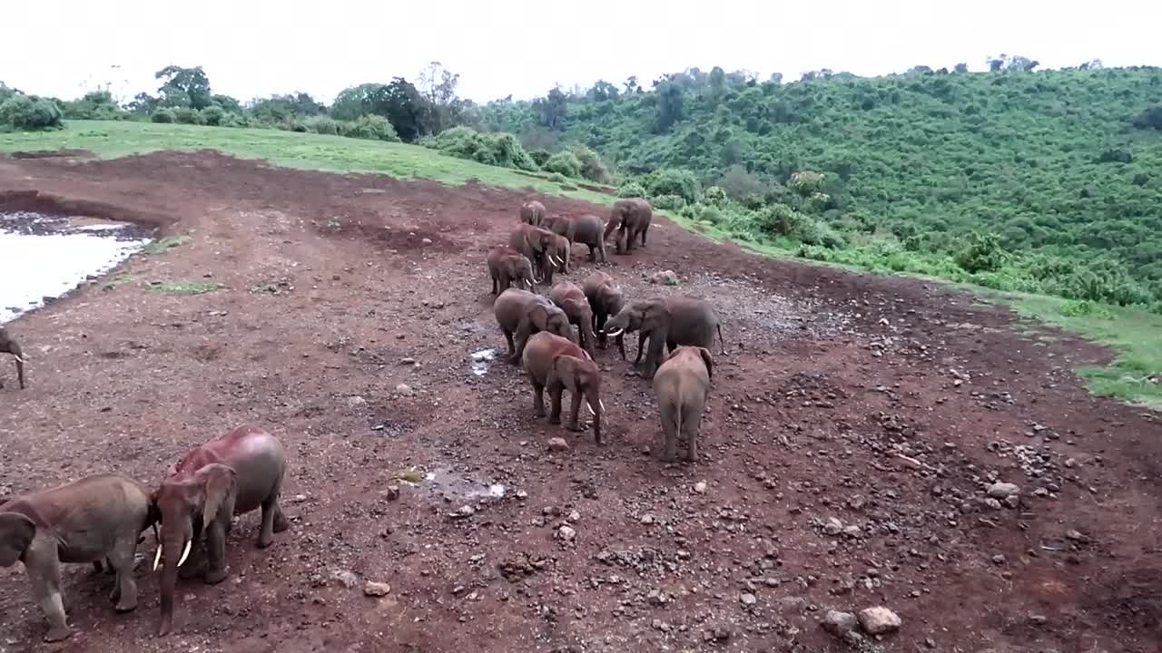 Vista di un gruppo di elefanti vicino a un bacino idrico nel Parco Nazionale di Aberdare, Kenya