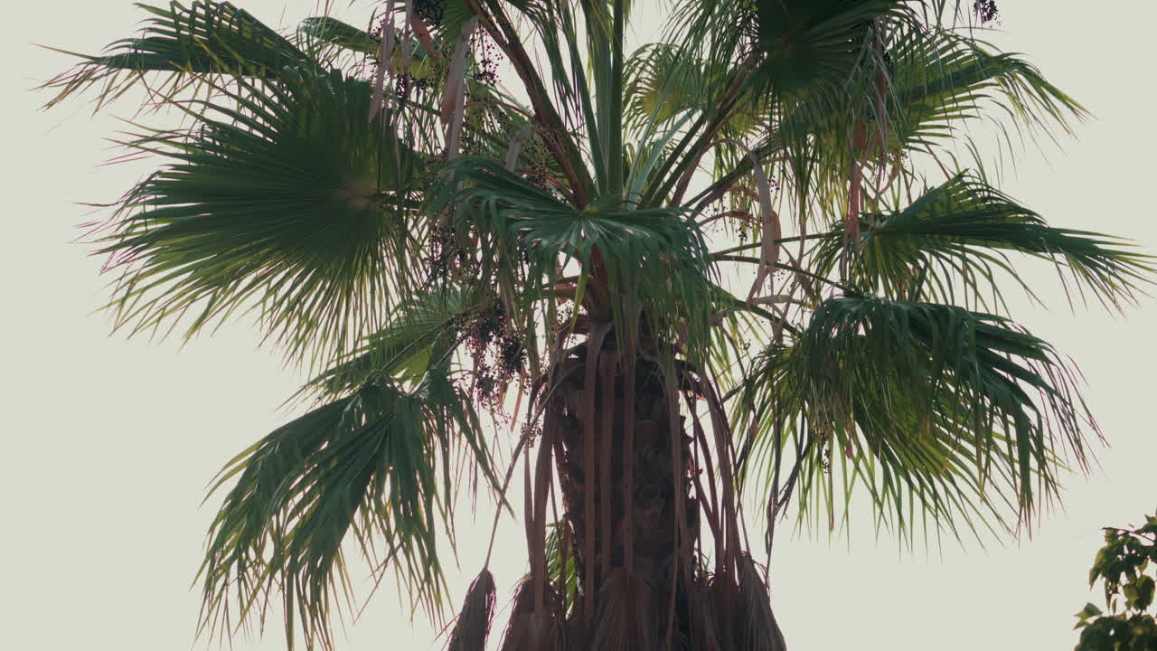 View of sunlight filtering through tropical palm leaves in the afternoon