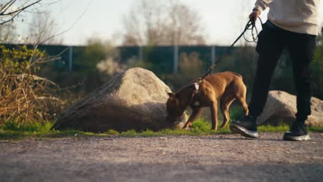 a man walking his pit bull terrier in a park