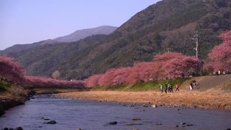 people gathered at river bed in nature with many pink sakura cherry blossom trees