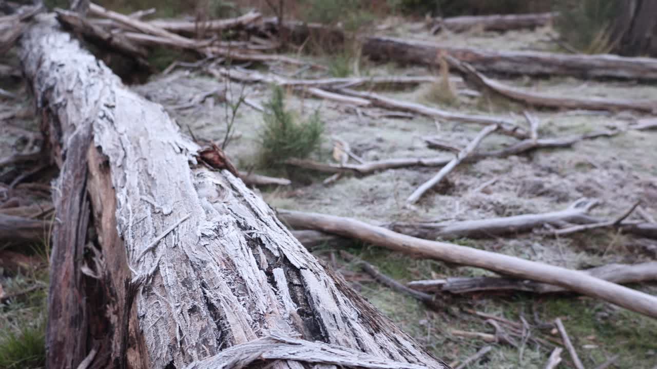 Frost covering a fallen gum tree in winter in Australias high country