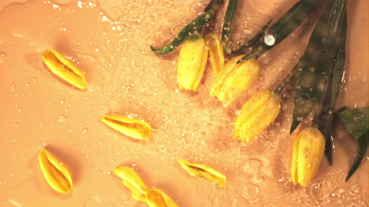 Super rallentatore di gocce d'acqua che cadono su tulipani gialli e petali