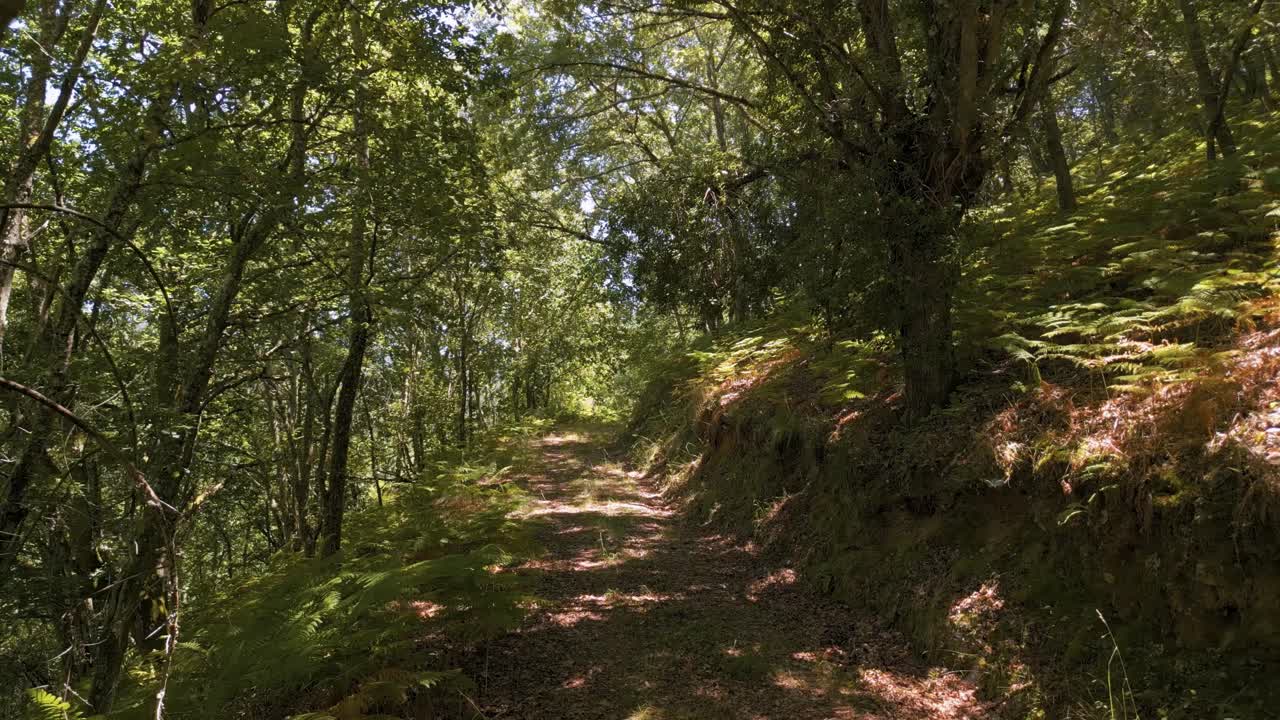 senderos en el bosque cerca de castro caldelas en galiza, españa