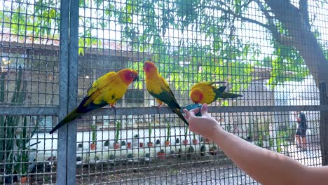 alimentando a mano loros coloridos en el mercado de bangkok