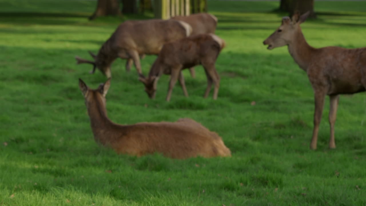 куча оленей сидит и кормится в поле