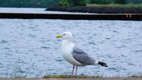 Static-shot-of-a-seagull-looking-around-searching-for-food-to-eat-at-the-coast