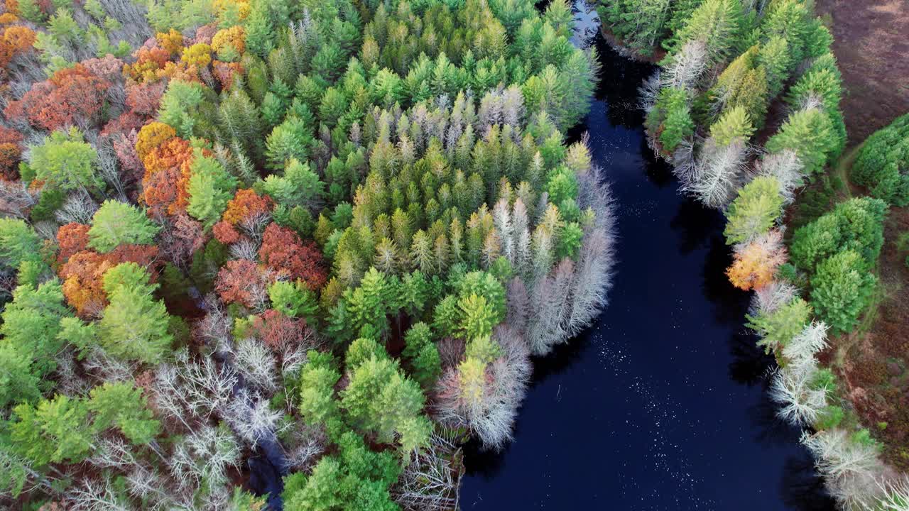 Aerial drone video footage of a colorful autumn forest, pond, and pine trees in the Appalachian mountains