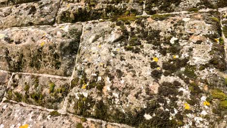 close-up of stone wall with moss